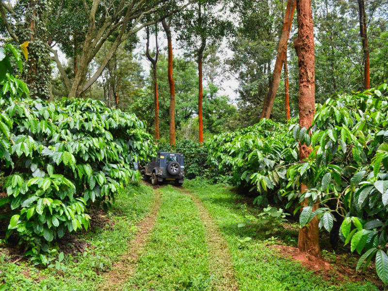 Wild Fog Resort is one of the best resorts in Sakleshpur offering luxury stays and nature experiences.